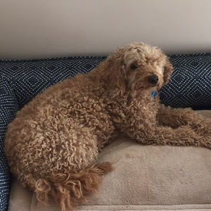 Meet your Posher, Rachel